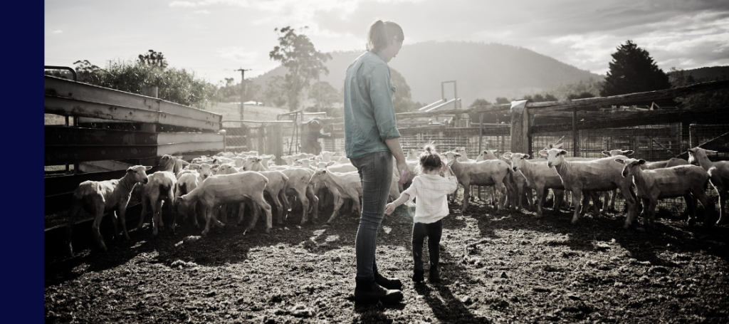 A moment in a sun-drenched sheep yard or corral.